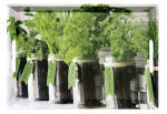 Kesper Serviertablett Herbs 48 x 30 x 3,5 cm